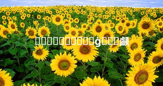 ˫���������ġ��ϰ顱