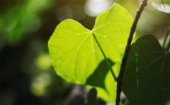 ���ֺ������ǰ�����ѣ������������������ؼ���