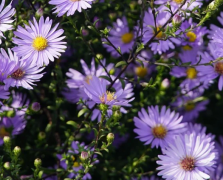 ����������׷Ů�ķ���������ϲ����Ů��Ҫ��������