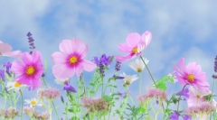 ������Ƶ����һ��Ů����ϵ��������Щ����������Ѵ�Ů��